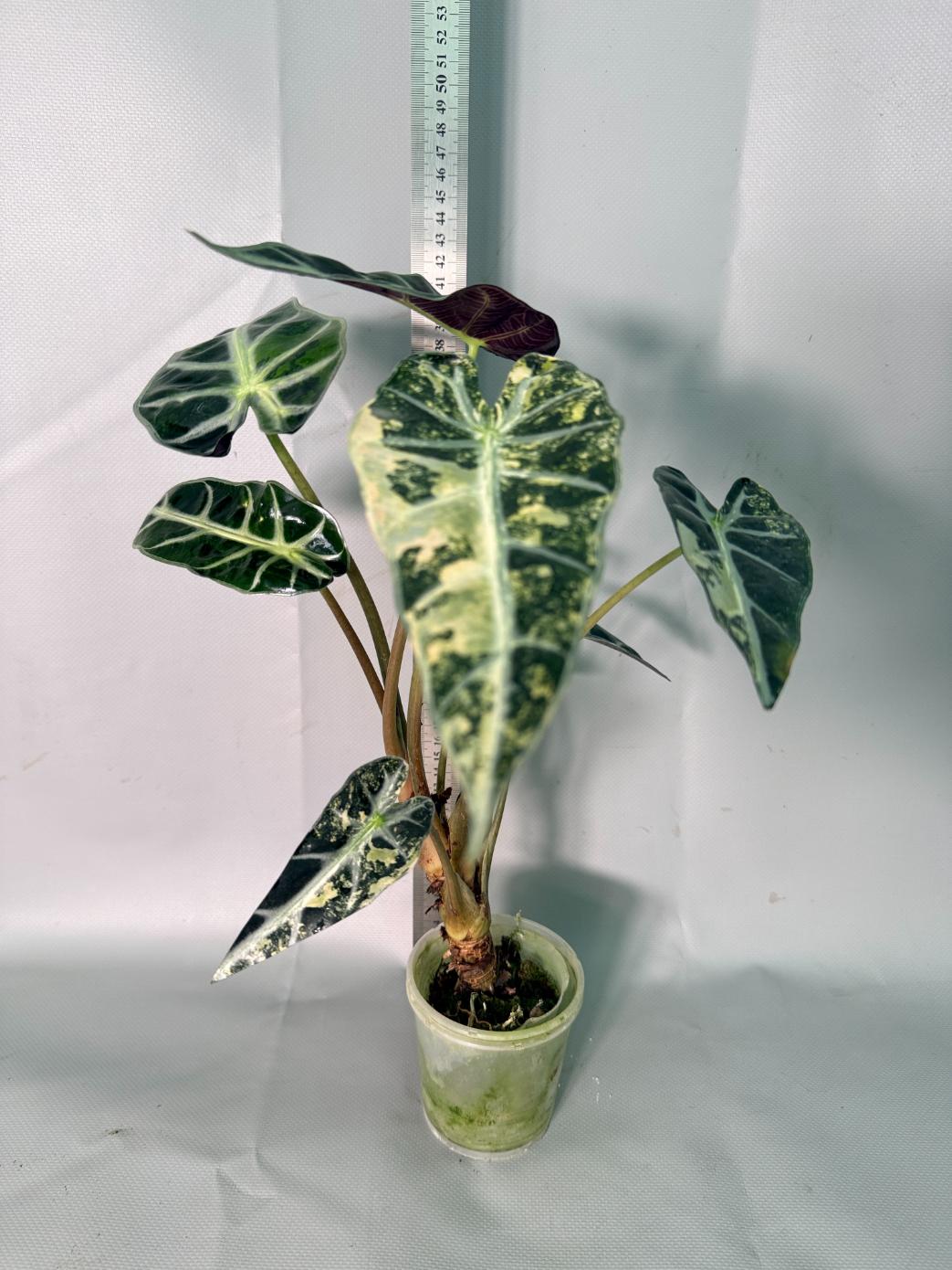 Alocasia Bambino Variegata Aurea 01