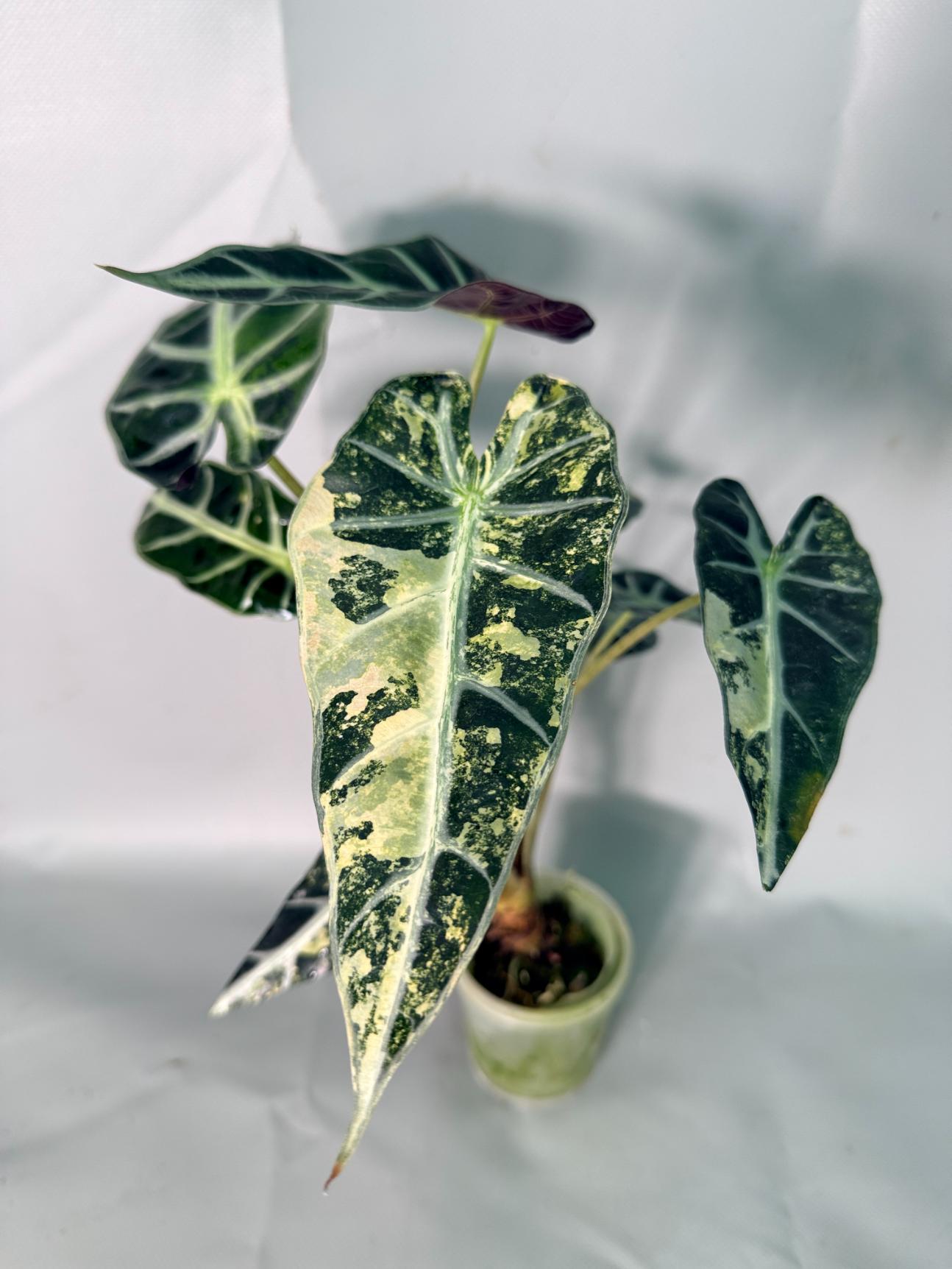 Alocasia Bambino Variegata Aurea 02