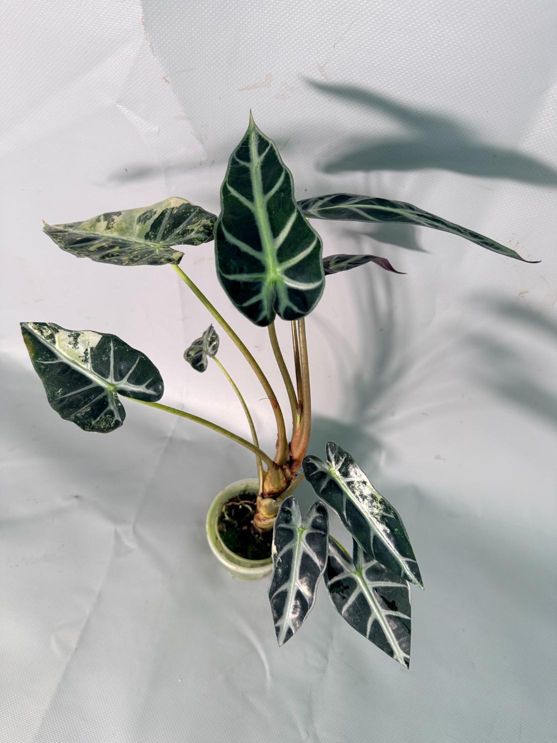 Alocasia Bambino Variegata Aurea 03