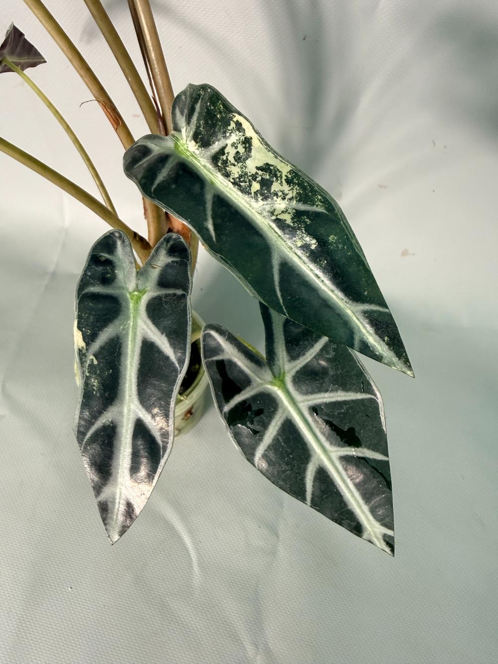 Alocasia Bambino Variegata Aurea 04
