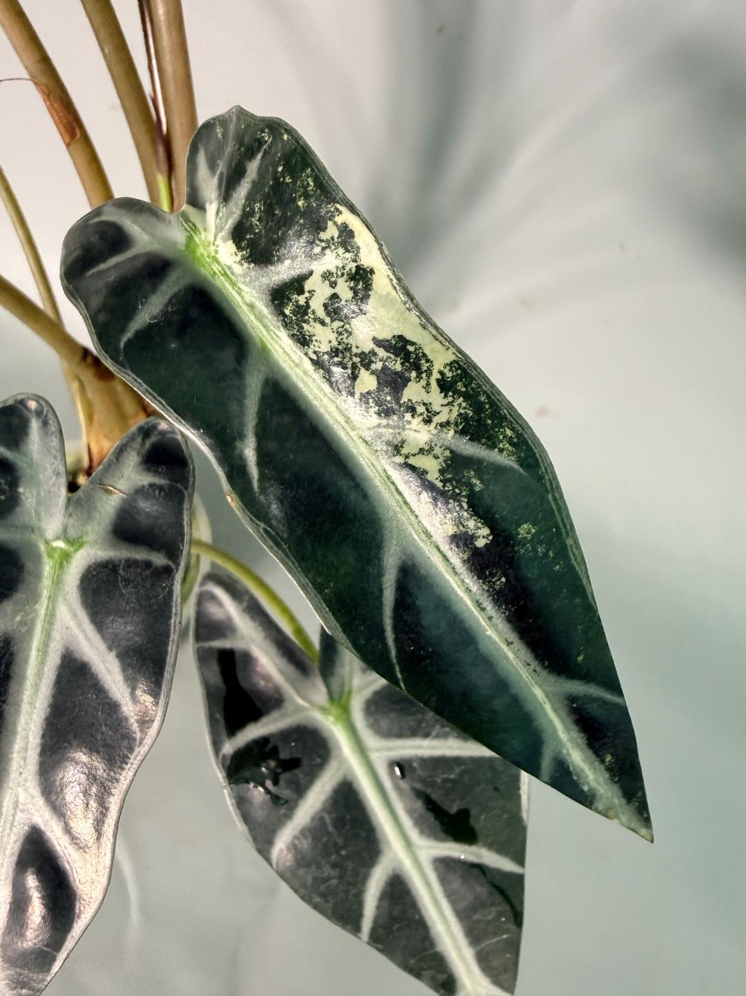 Alocasia Bambino Variegata Aurea 05