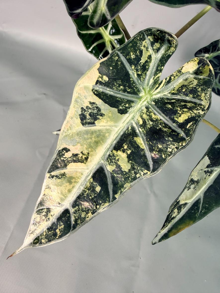 Alocasia Bambino Variegata Aurea 06