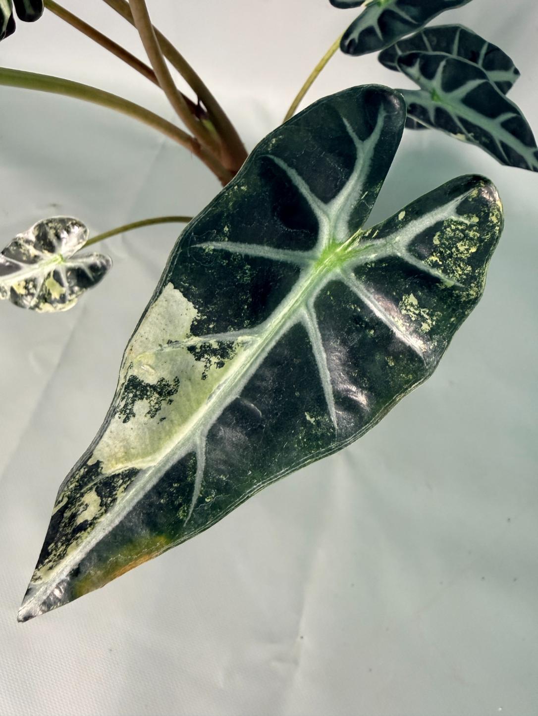 Alocasia Bambino Variegata Aurea 07