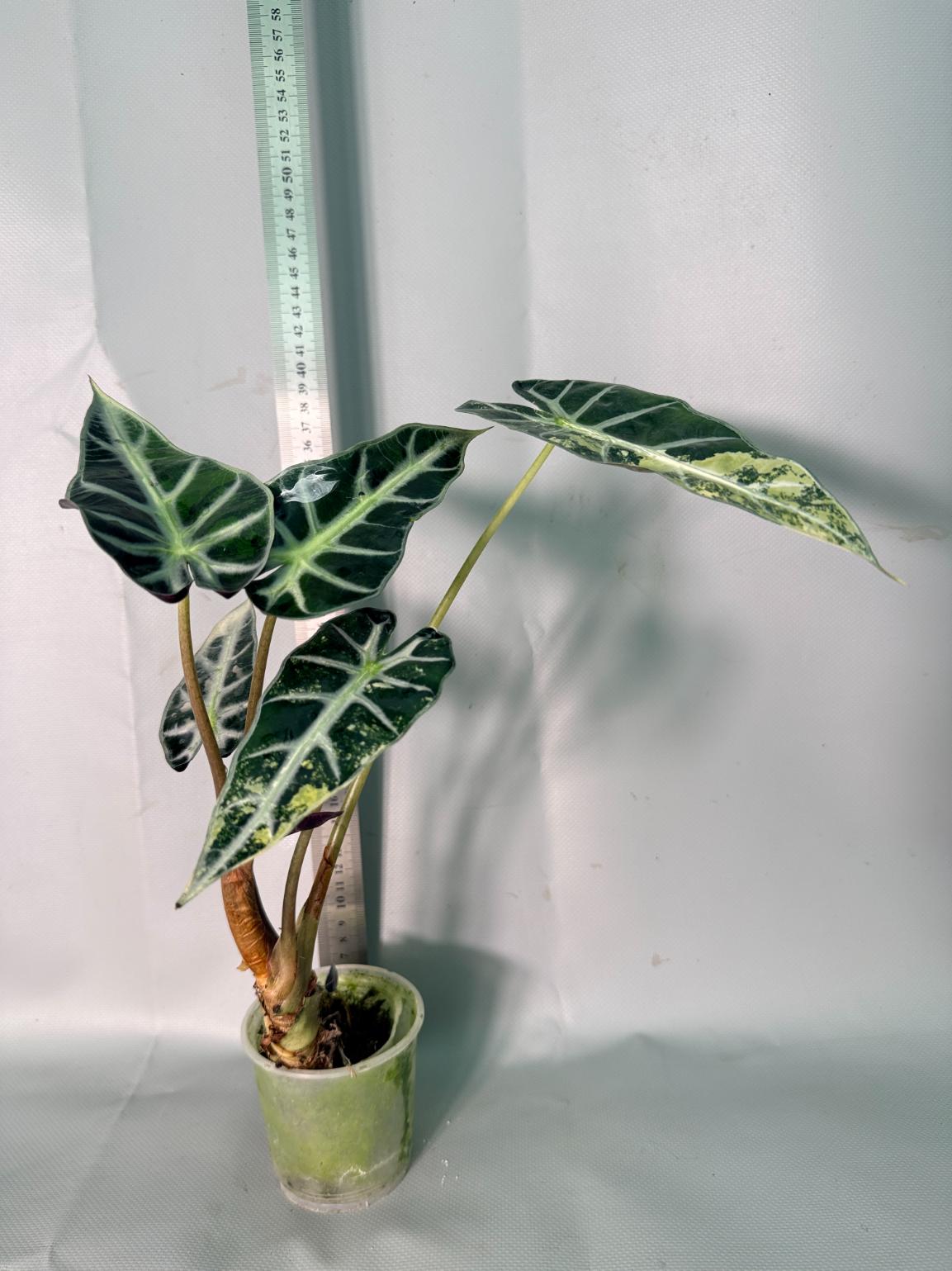 Alocasia Bambino Variegata Aurea 01