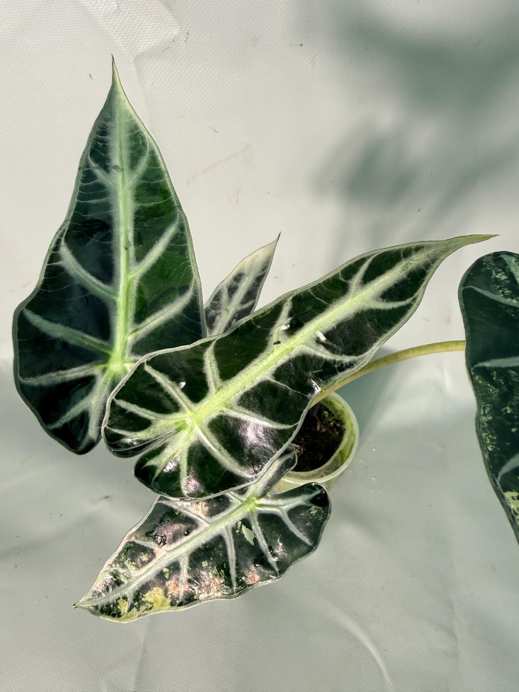 Alocasia Bambino Variegata Aurea 10