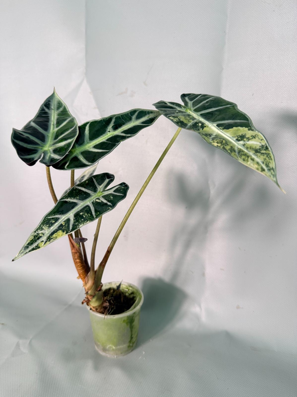 Alocasia Bambino Variegata Aurea 02