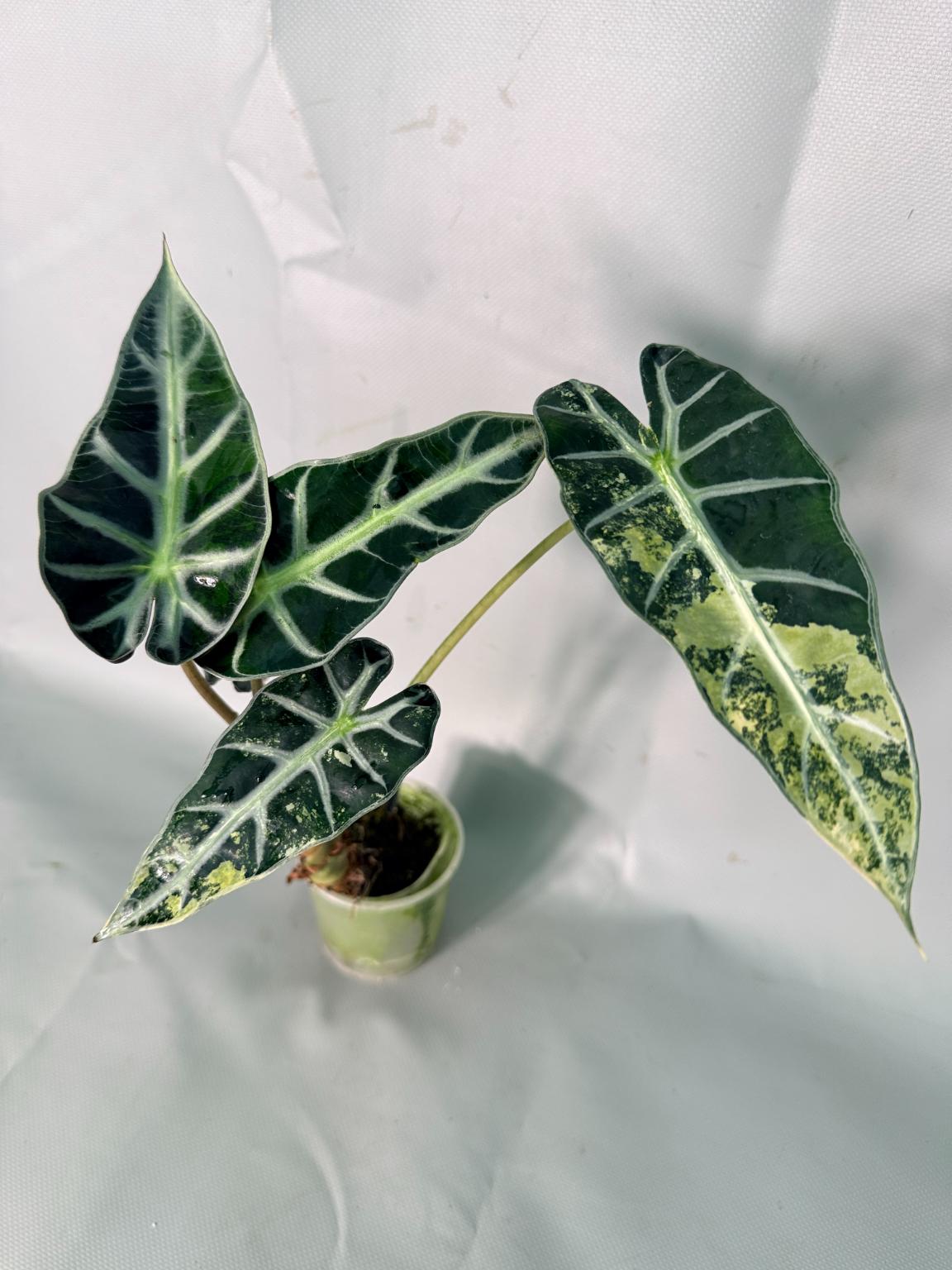 Alocasia Bambino Variegata Aurea 03