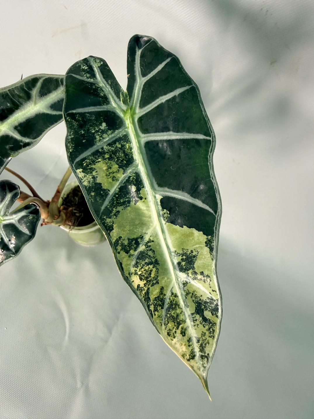 Alocasia Bambino Variegata Aurea 04