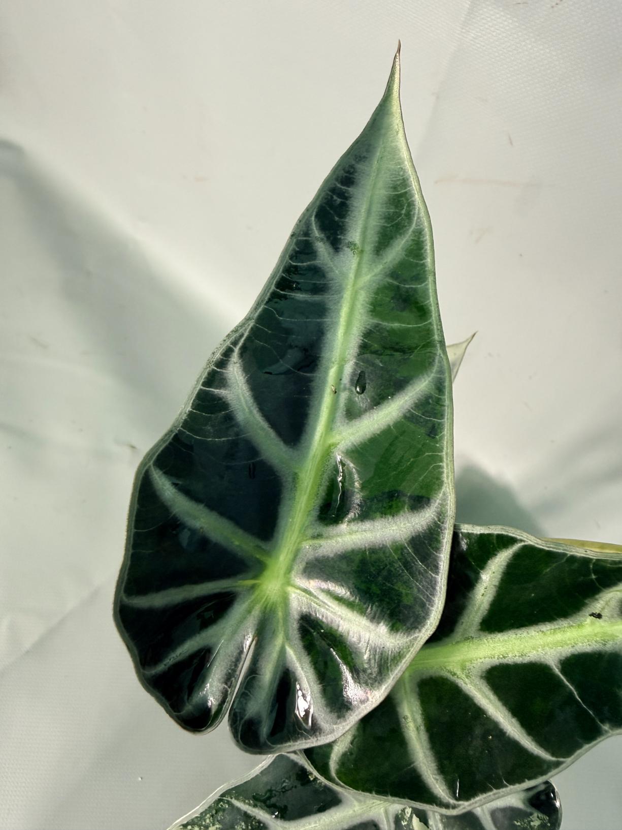 Alocasia Bambino Variegata Aurea 05