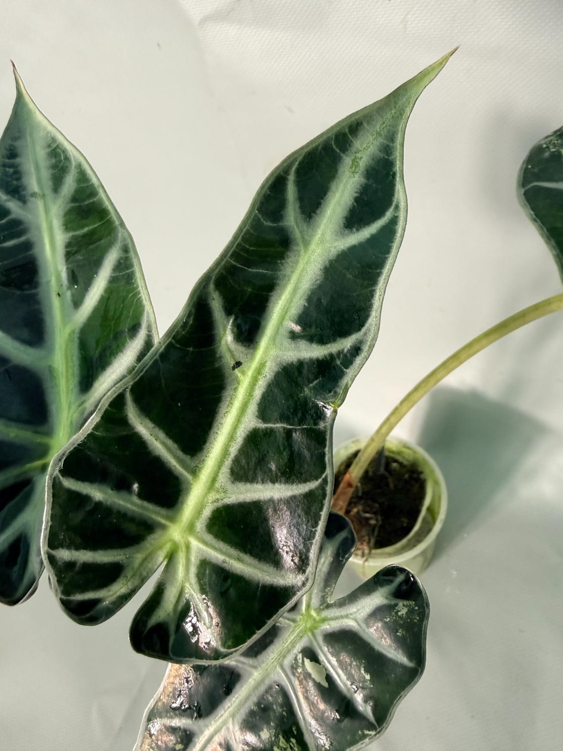 Alocasia Bambino Variegata Aurea 06