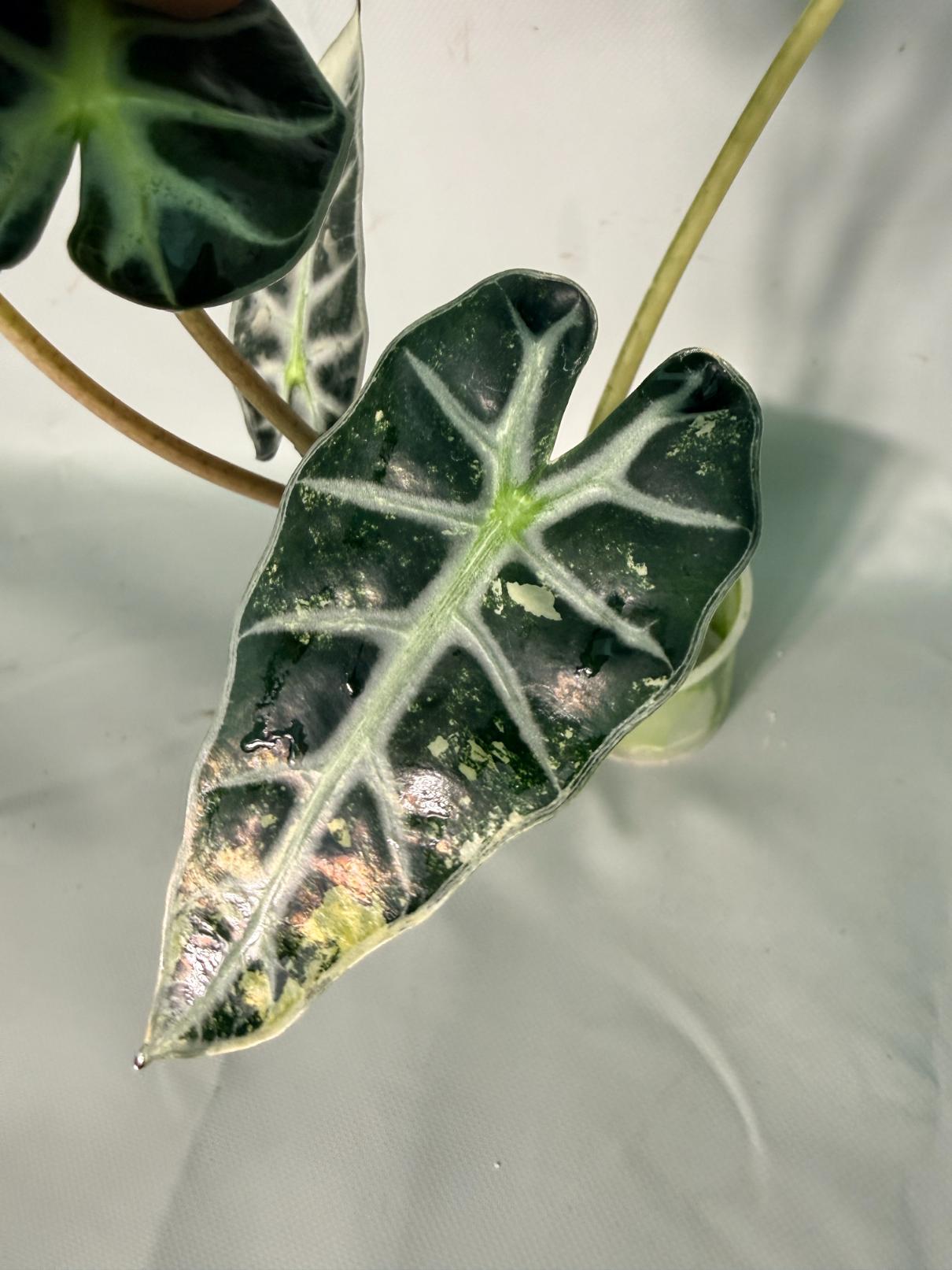 Alocasia Bambino Variegata Aurea 07
