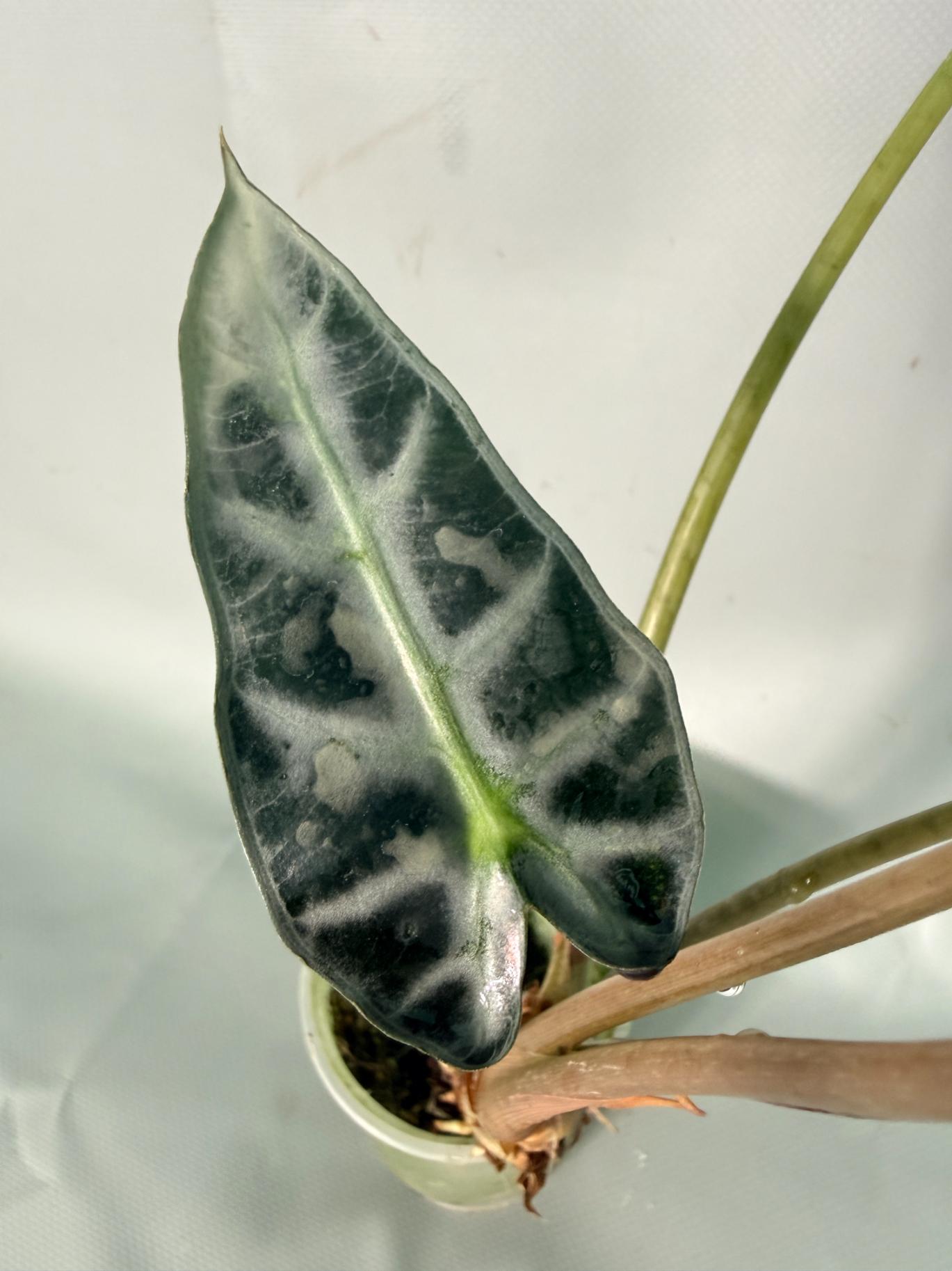 Alocasia Bambino Variegata Aurea 08