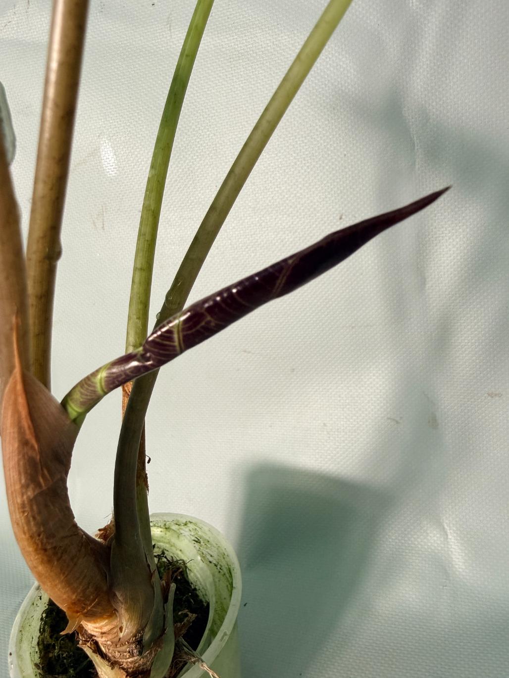 Alocasia Bambino Variegata Aurea 09