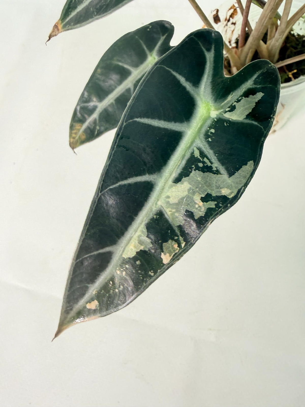 Alocasia Bambino Variegata Pink 08