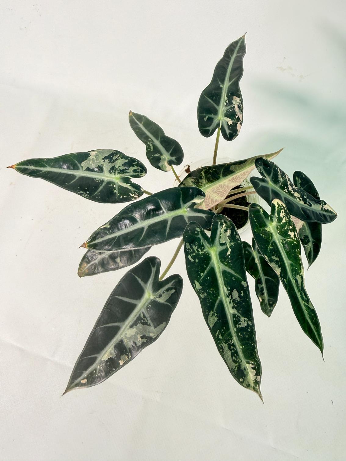 Alocasia Bambino Variegata Pink 09