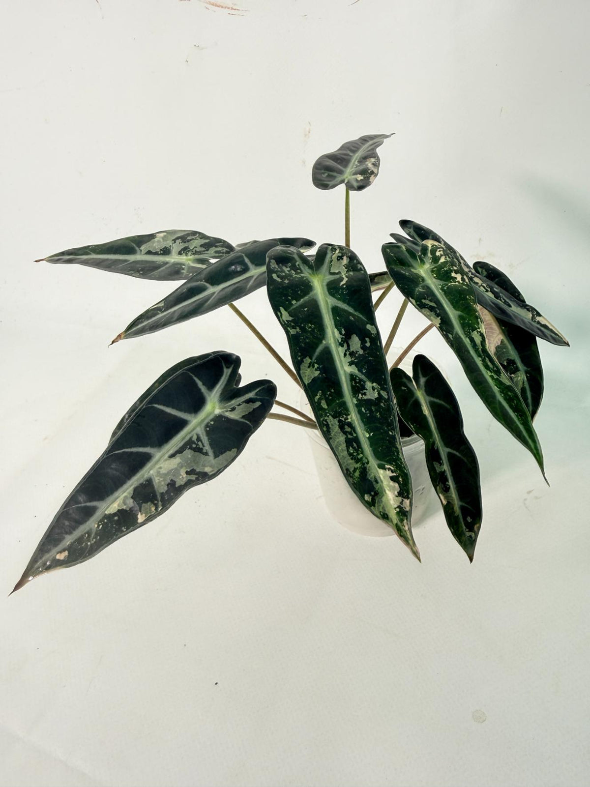 Alocasia Bambino Variegata Pink 10