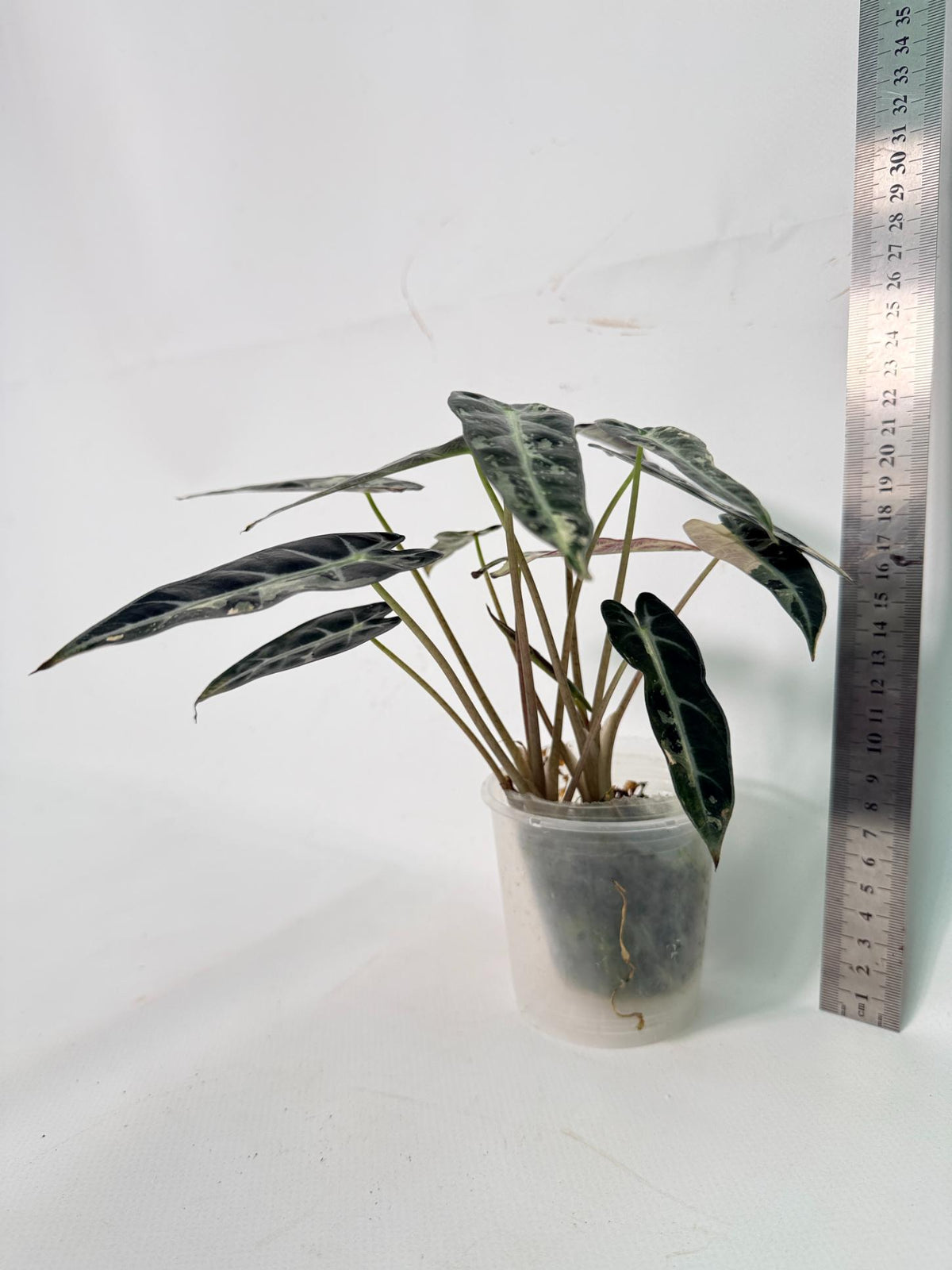Alocasia Bambino Variegata Pink 11