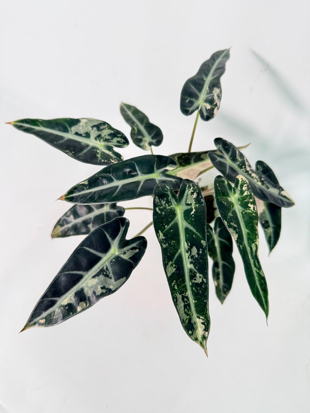 Alocasia Bambino Variegata Pink 01