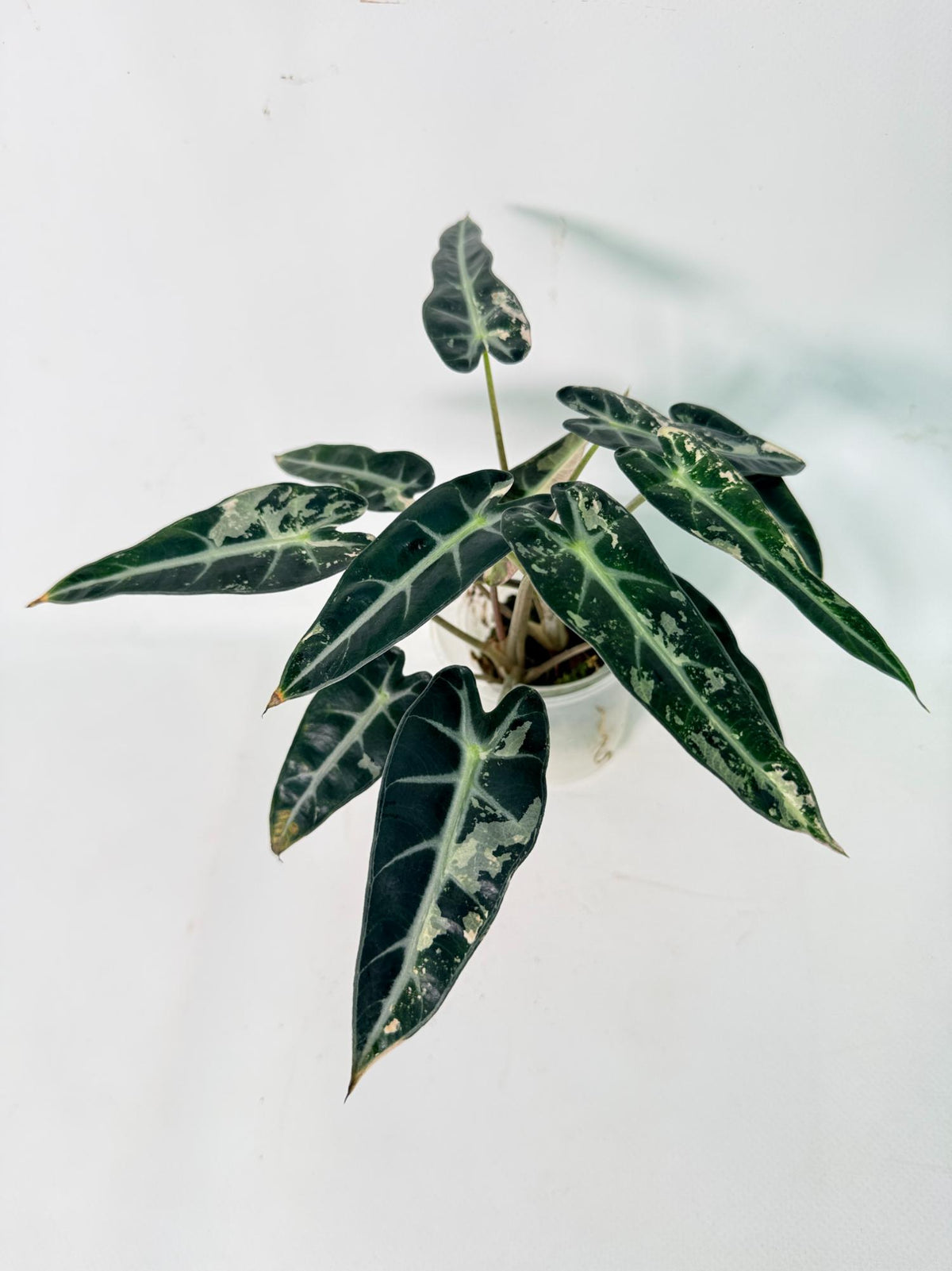 Alocasia Bambino Variegata Pink 02