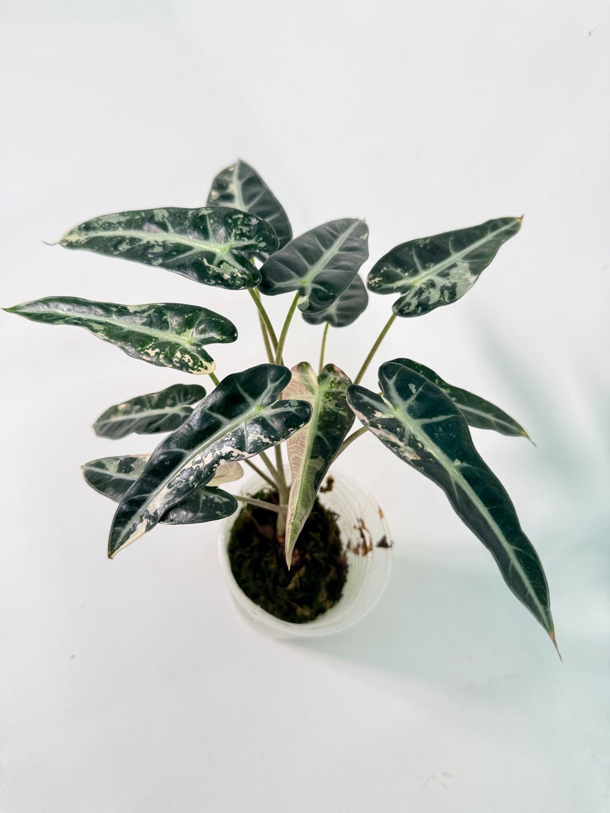 Alocasia Bambino Variegata Pink 03