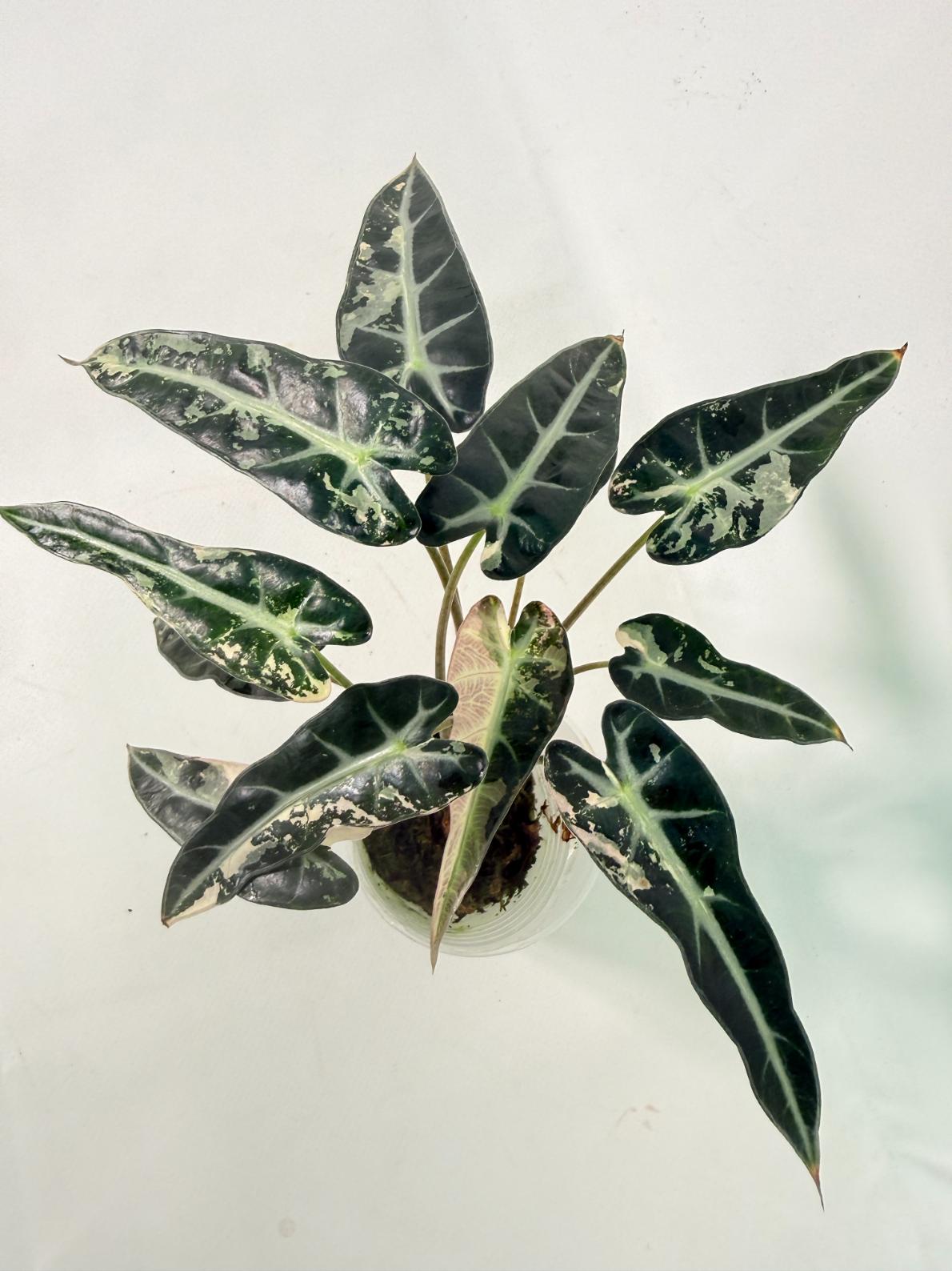 Alocasia Bambino Variegata Pink 04