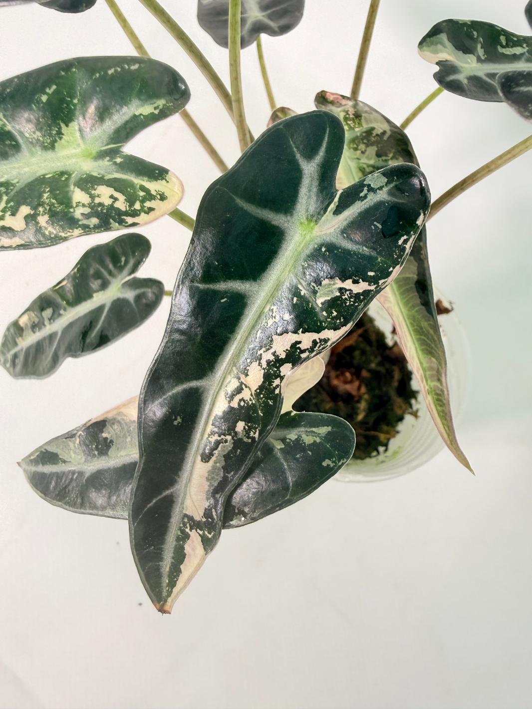Alocasia Bambino Variegata Pink 05