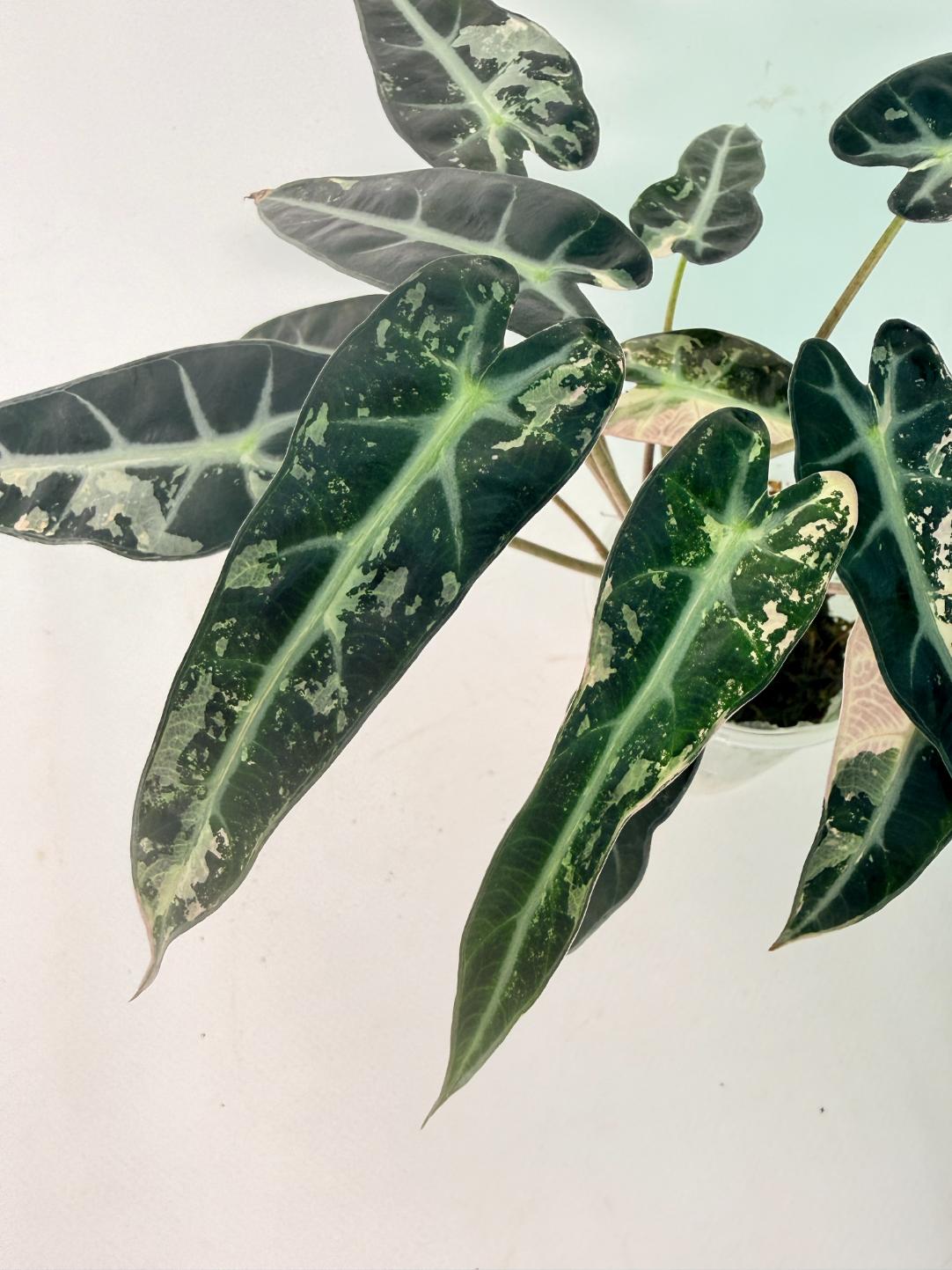 Alocasia Bambino Variegata Pink 06