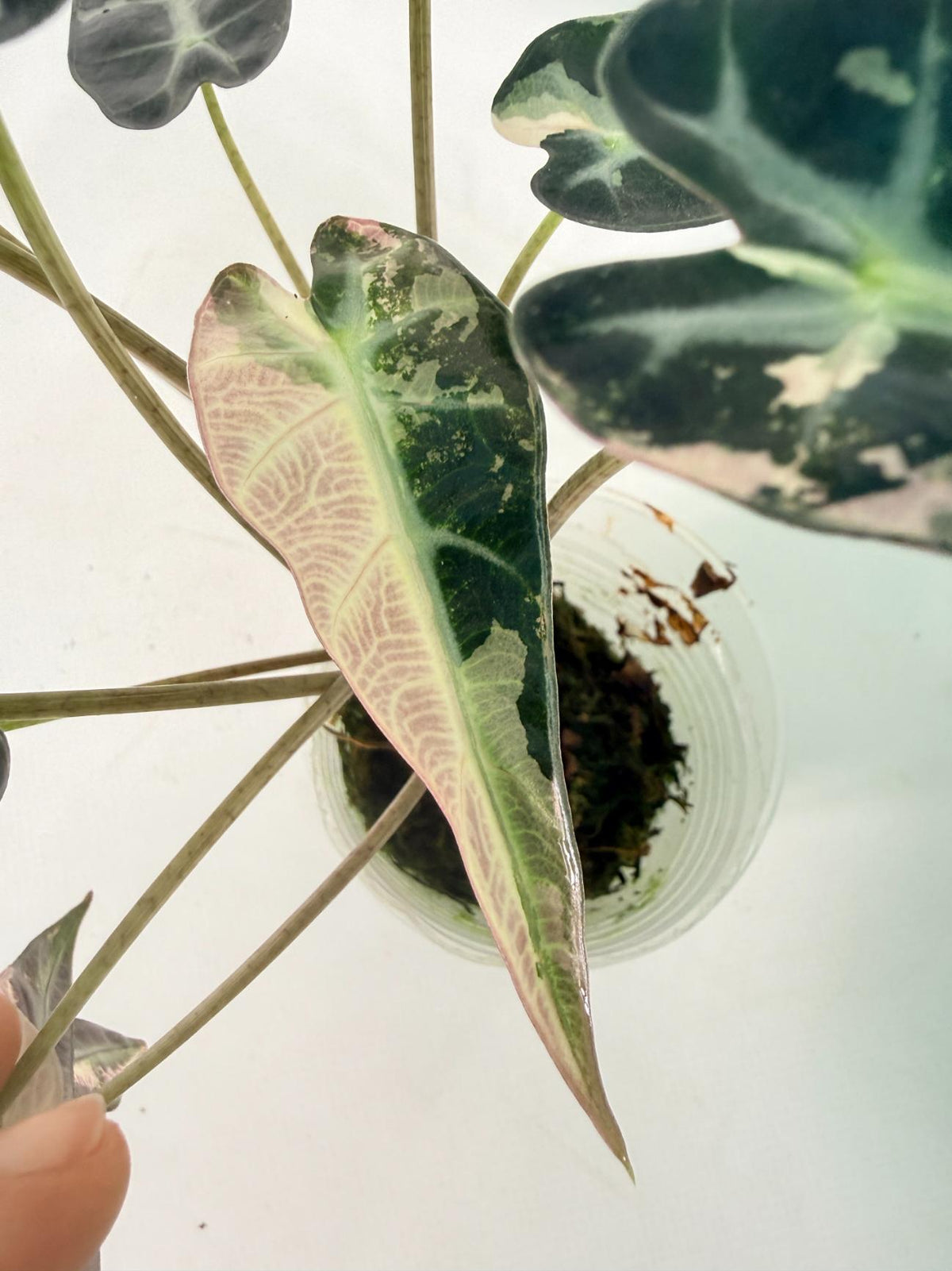 Alocasia Bambino Variegata Pink 07