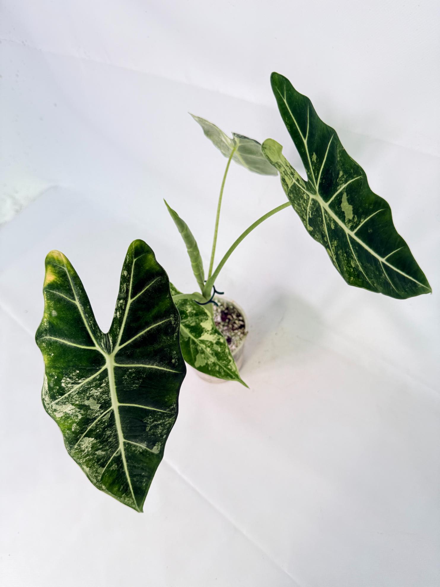 Alocasia Frydek Variegata 09