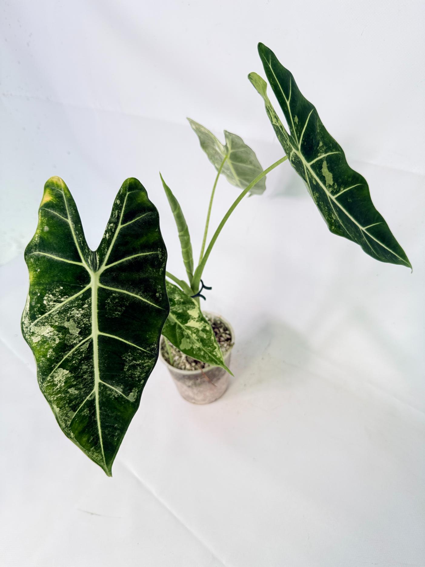 Alocasia Frydek Variegata 10