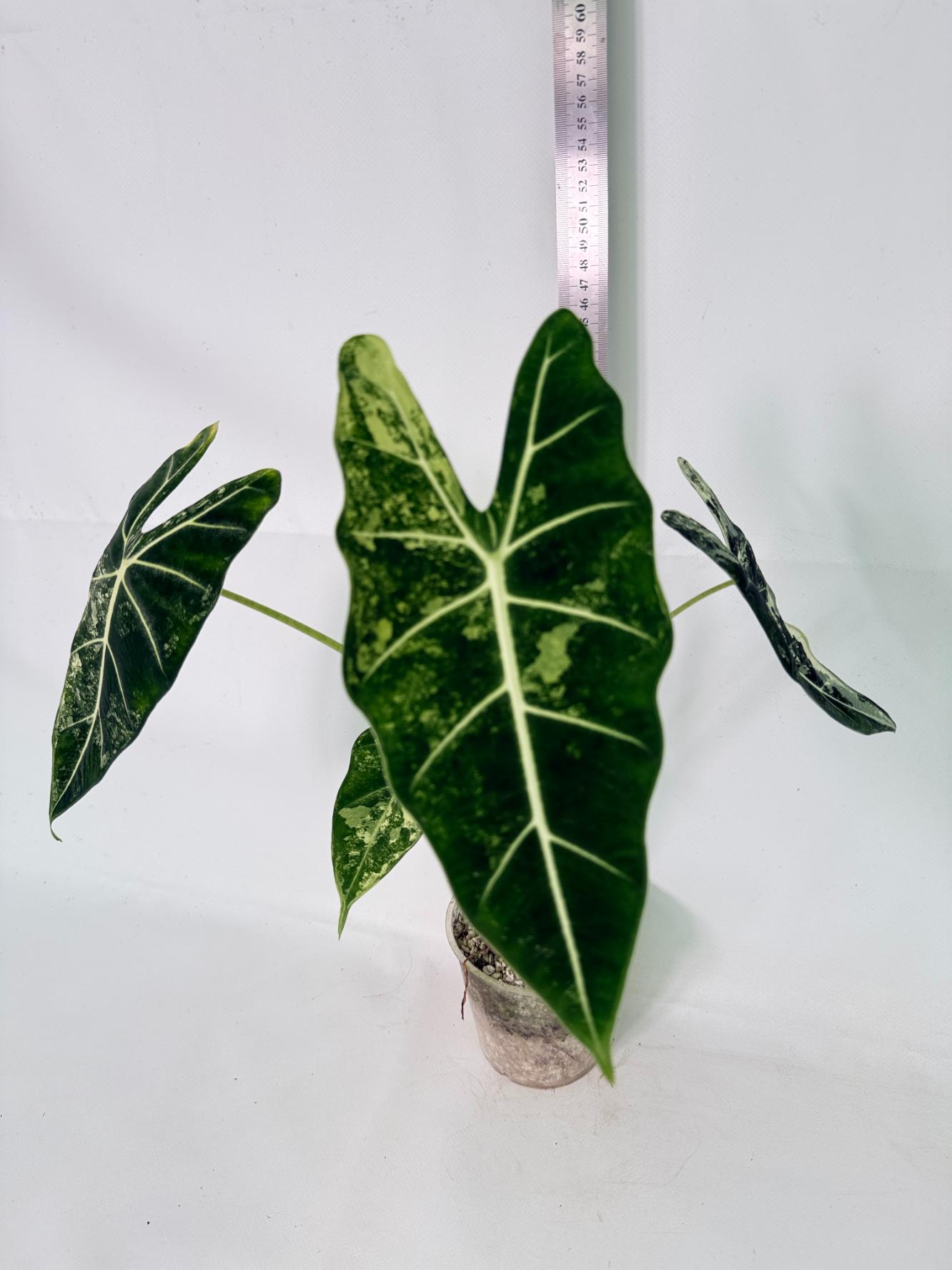 Alocasia Frydek Variegata 02