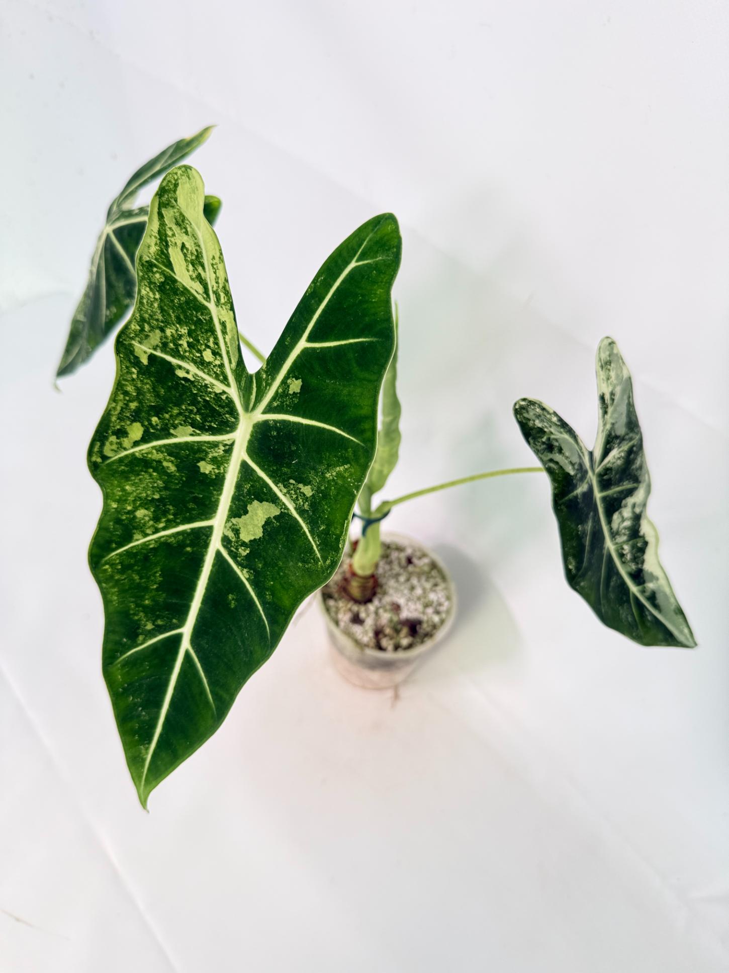 Alocasia Frydek Variegata 01