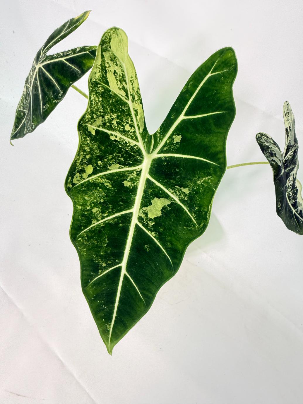 Alocasia Frydek Variegata 03