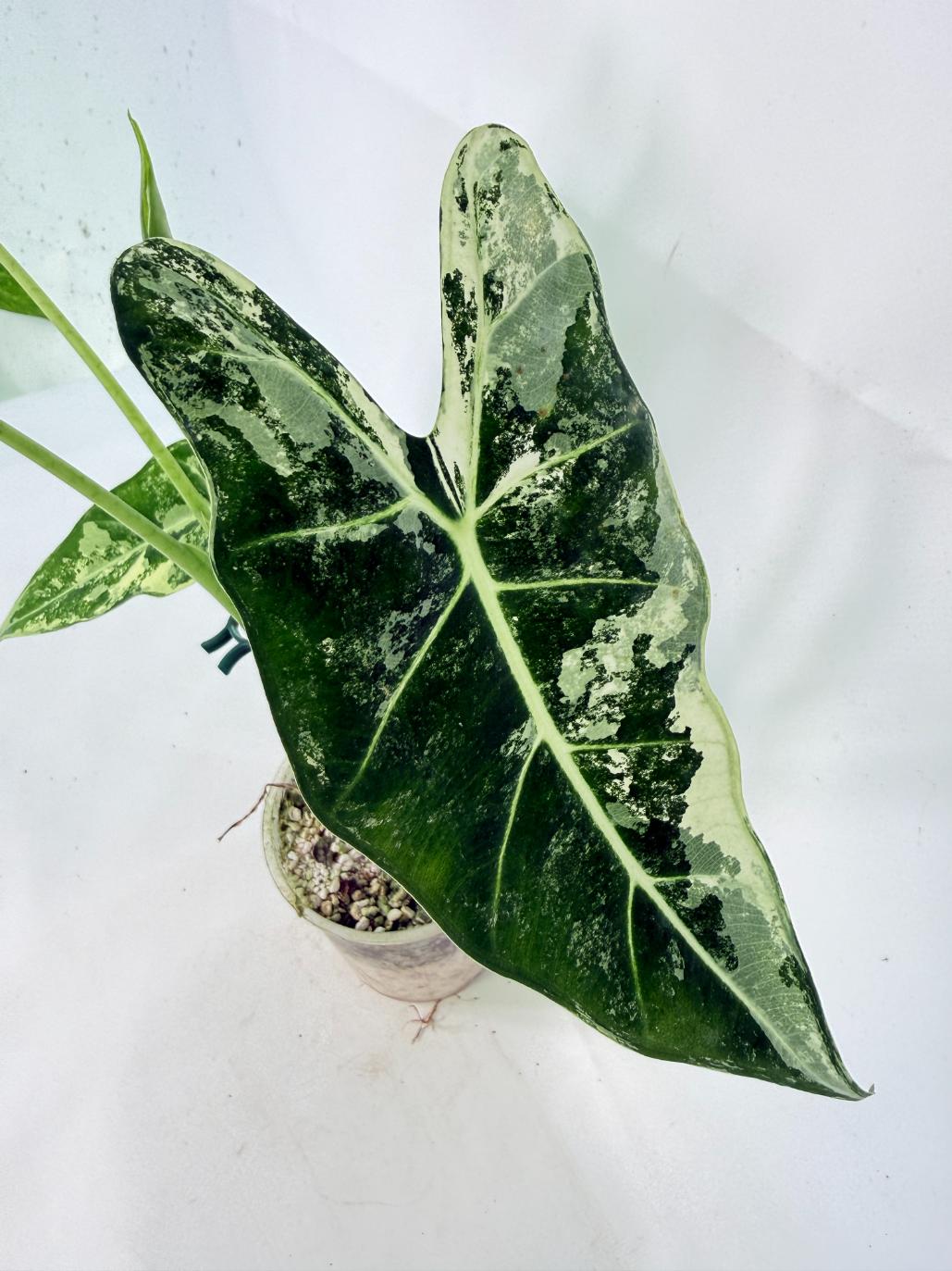 Alocasia Frydek Variegata 04