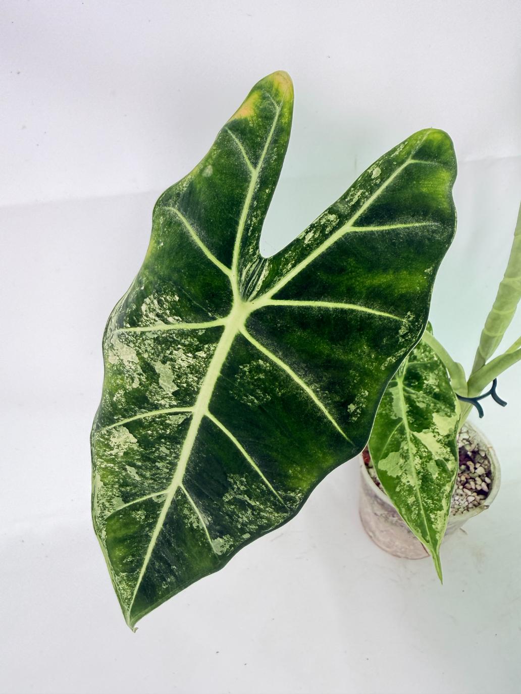 Alocasia Frydek Variegata 05