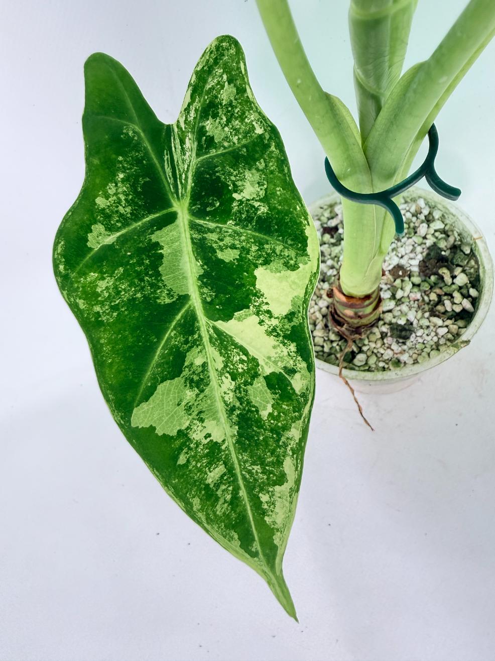 Alocasia Frydek Variegata 06