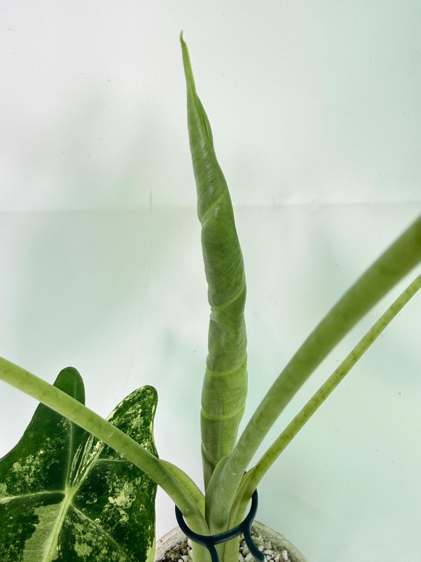 Alocasia Frydek Variegata 07
