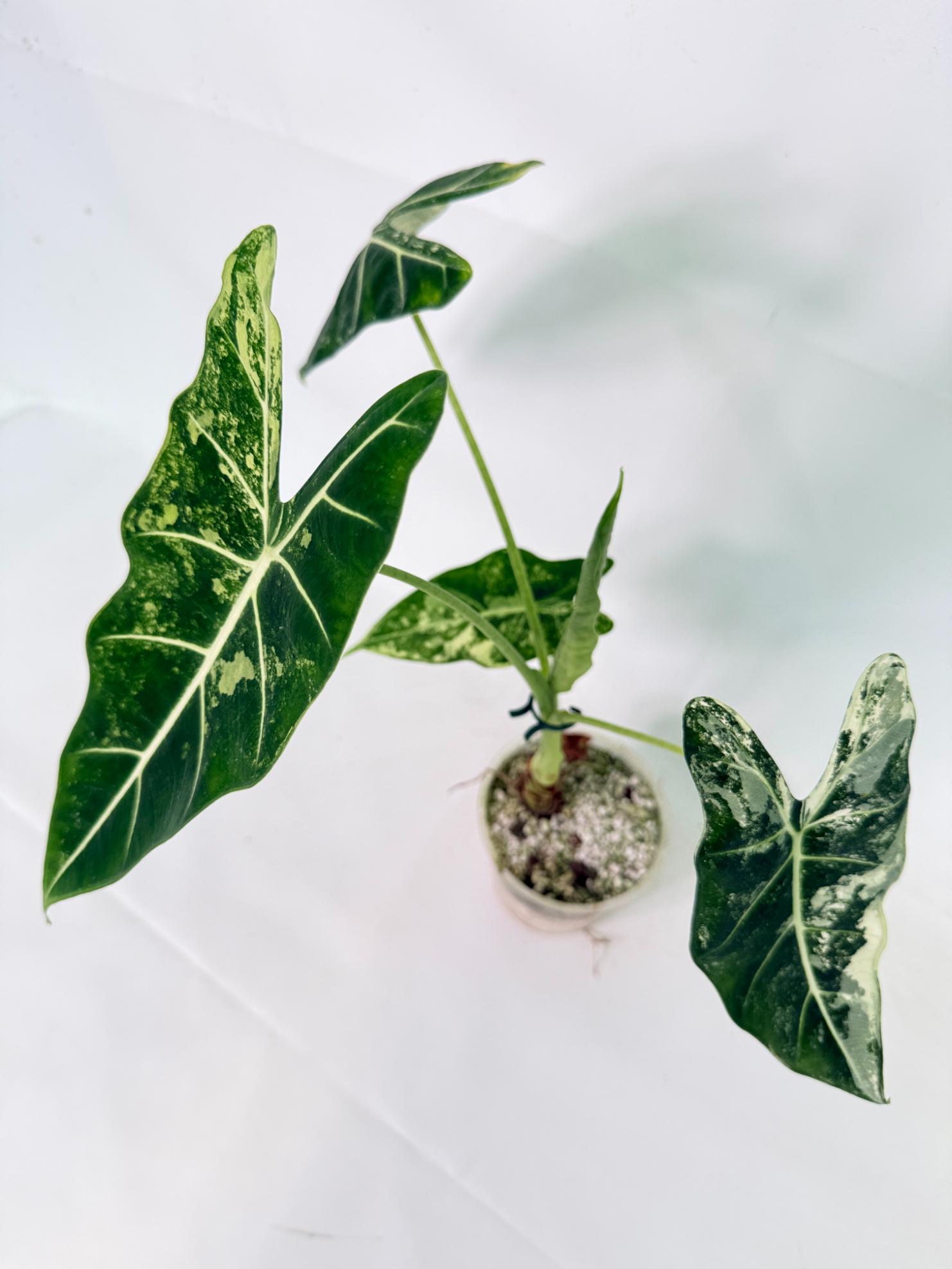 Alocasia Frydek Variegata 08