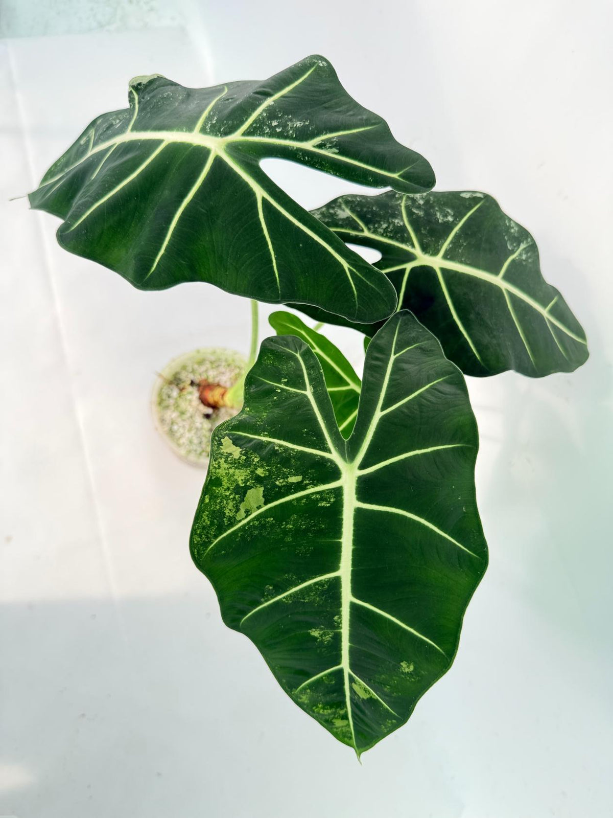 Alocasia Frydek Variegata 08
