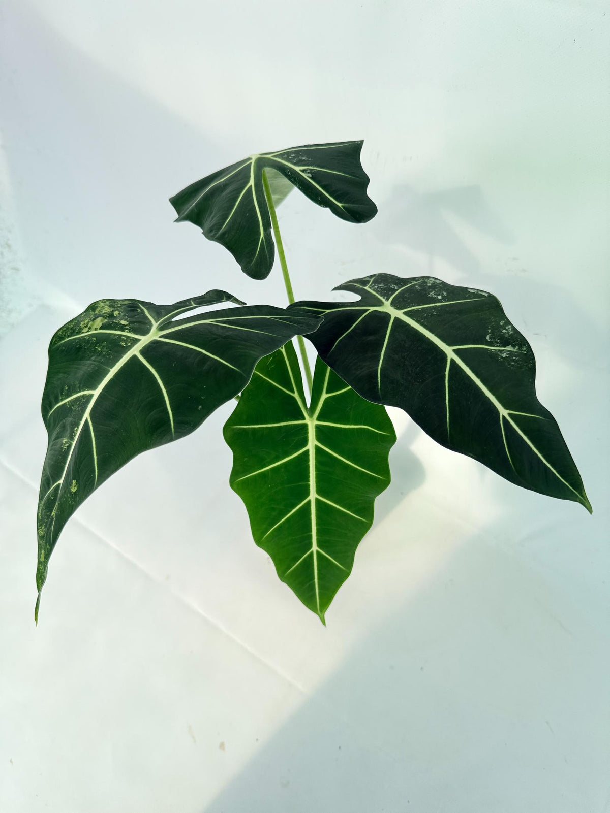Alocasia Frydek Variegata 09