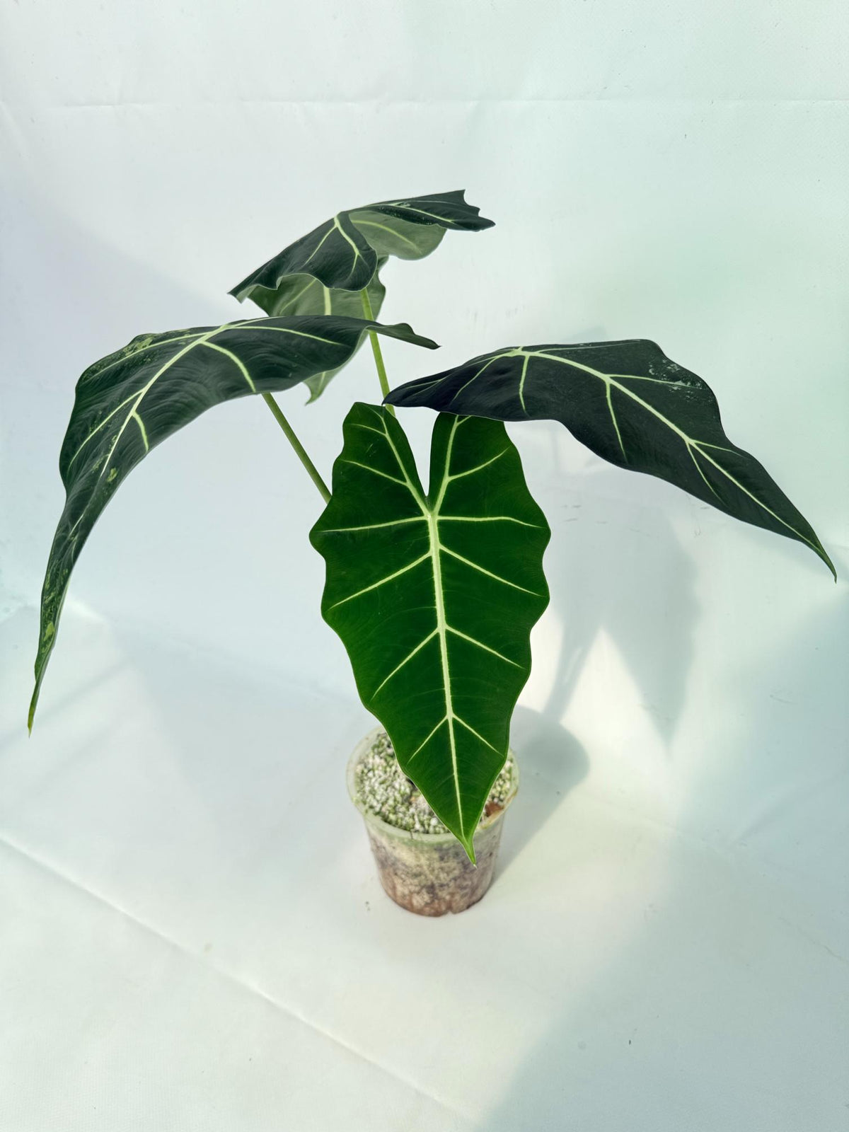 Alocasia Frydek Variegata 10