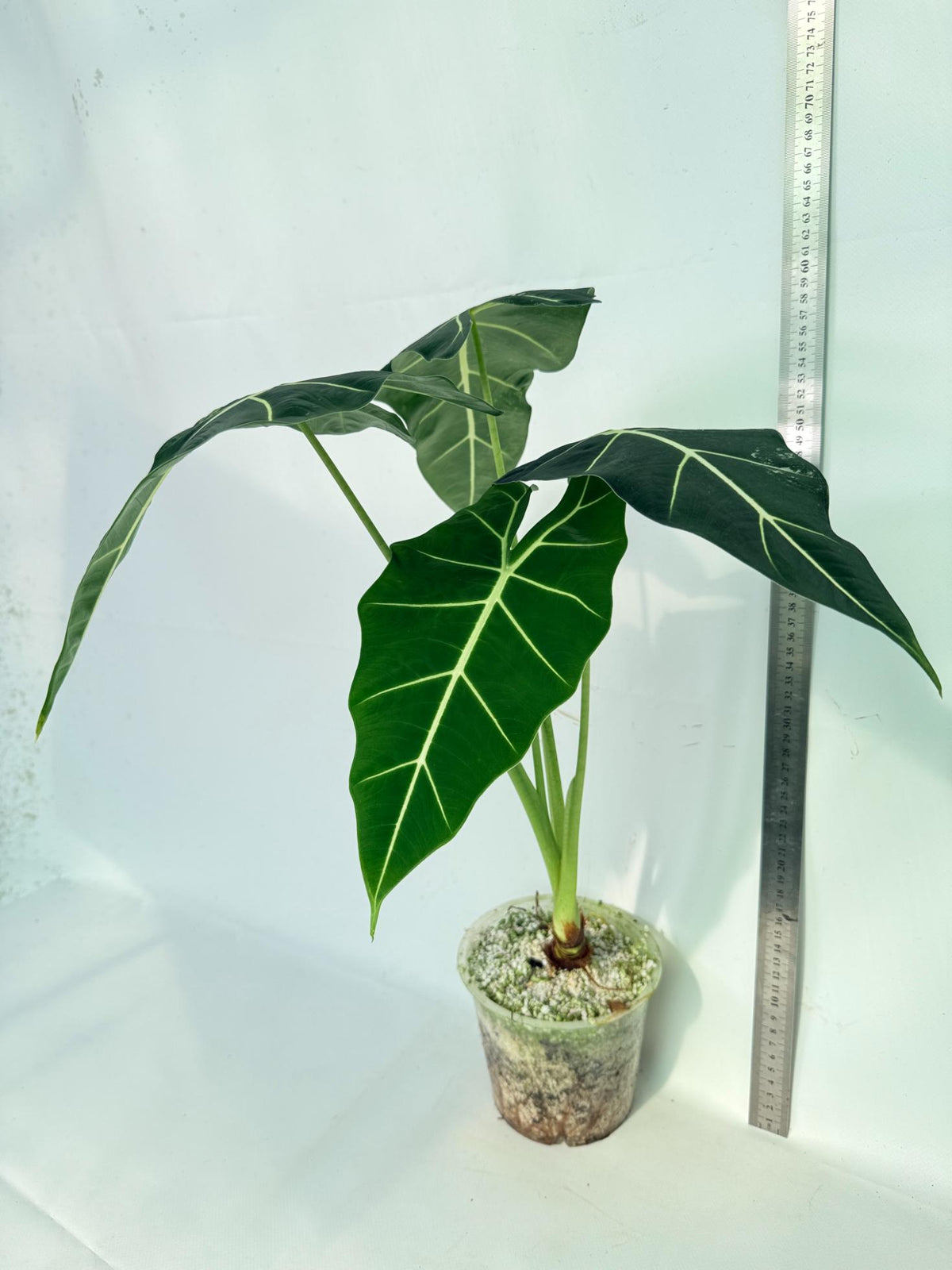 Alocasia Frydek Variegata 11
