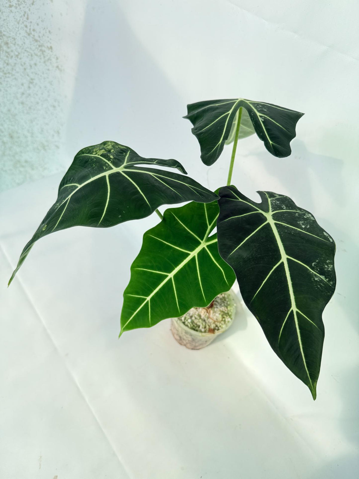 Alocasia Frydek Variegata 01