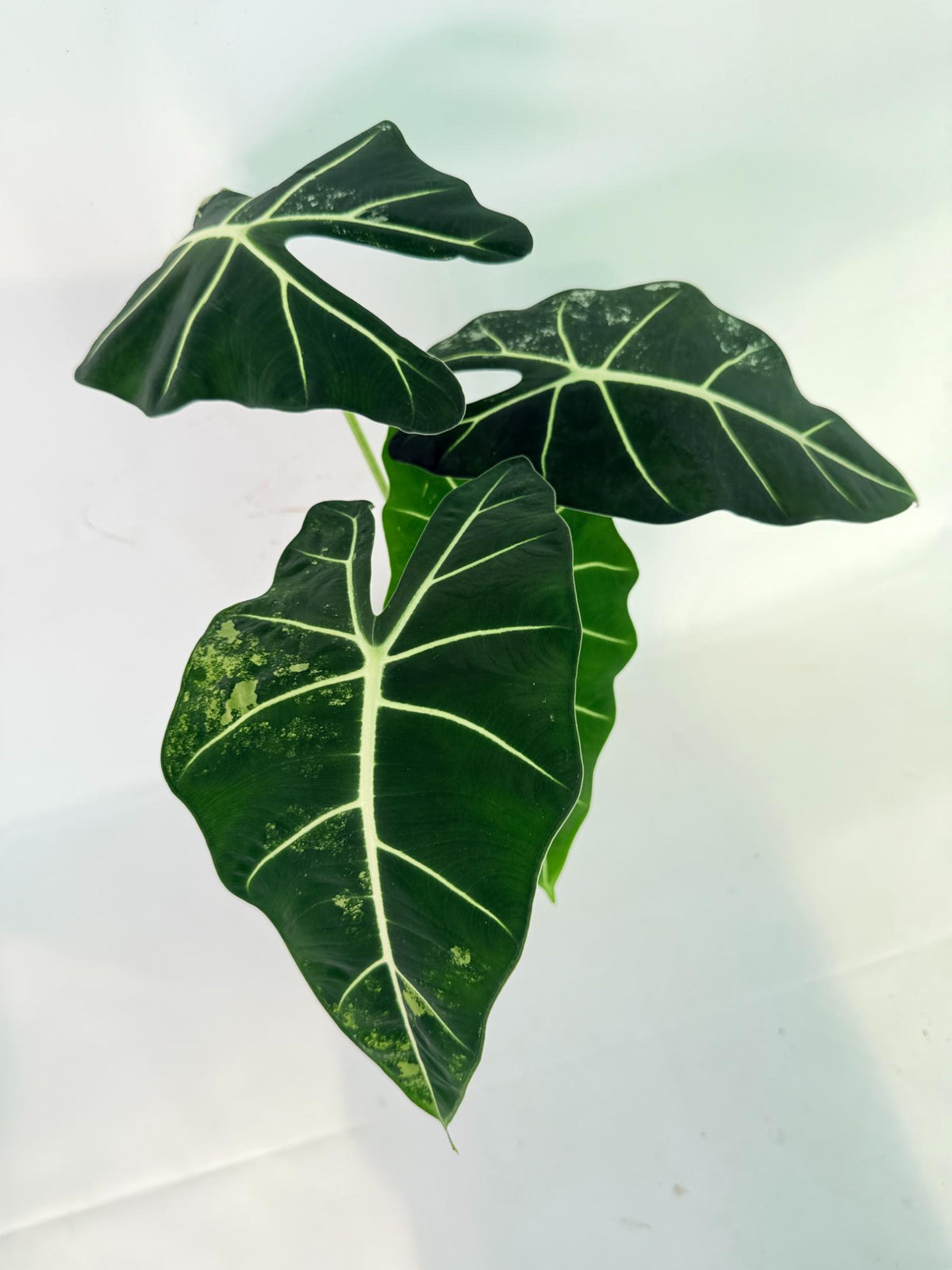 Alocasia Frydek Variegata 02