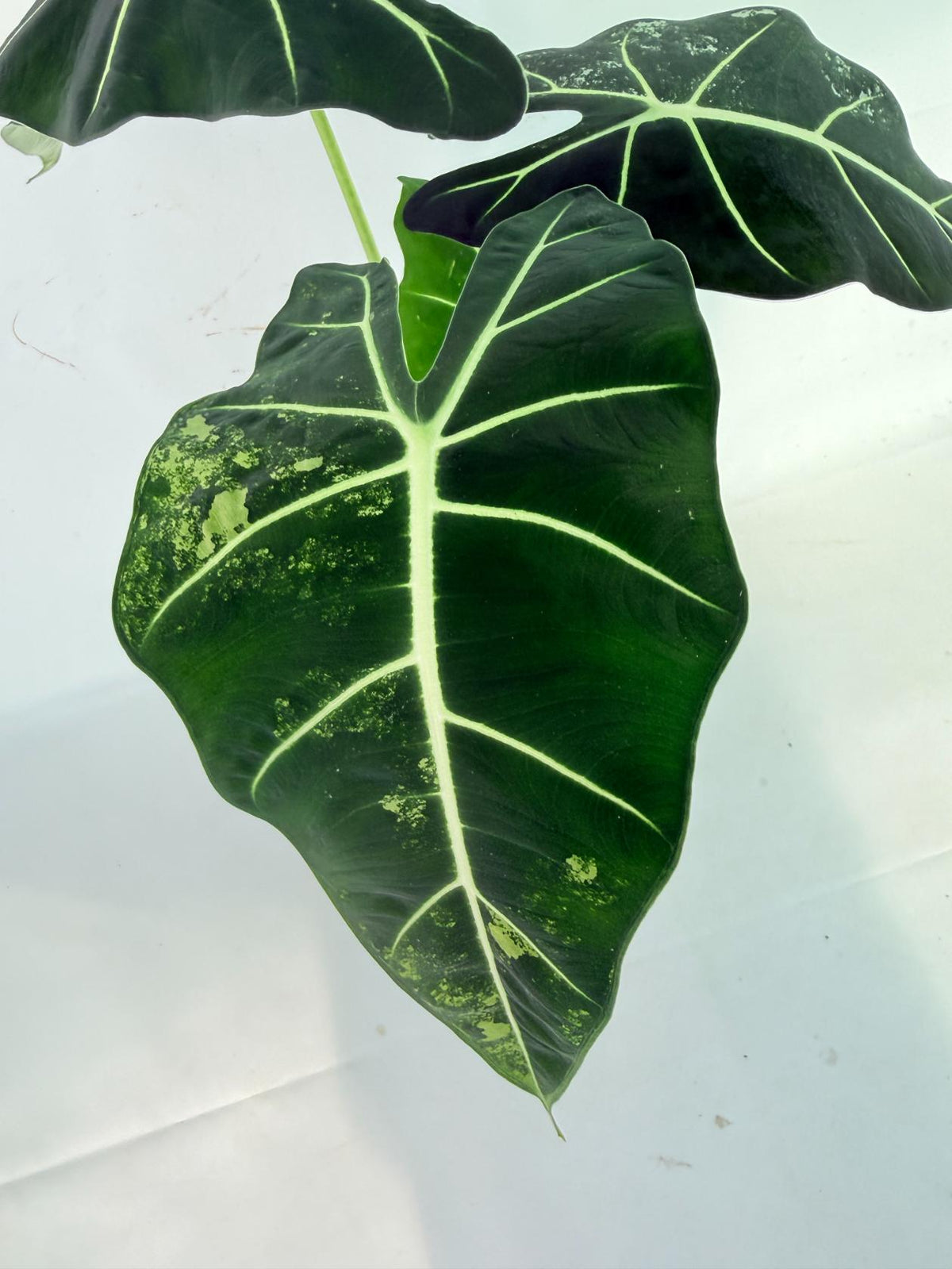 Alocasia Frydek Variegata 03