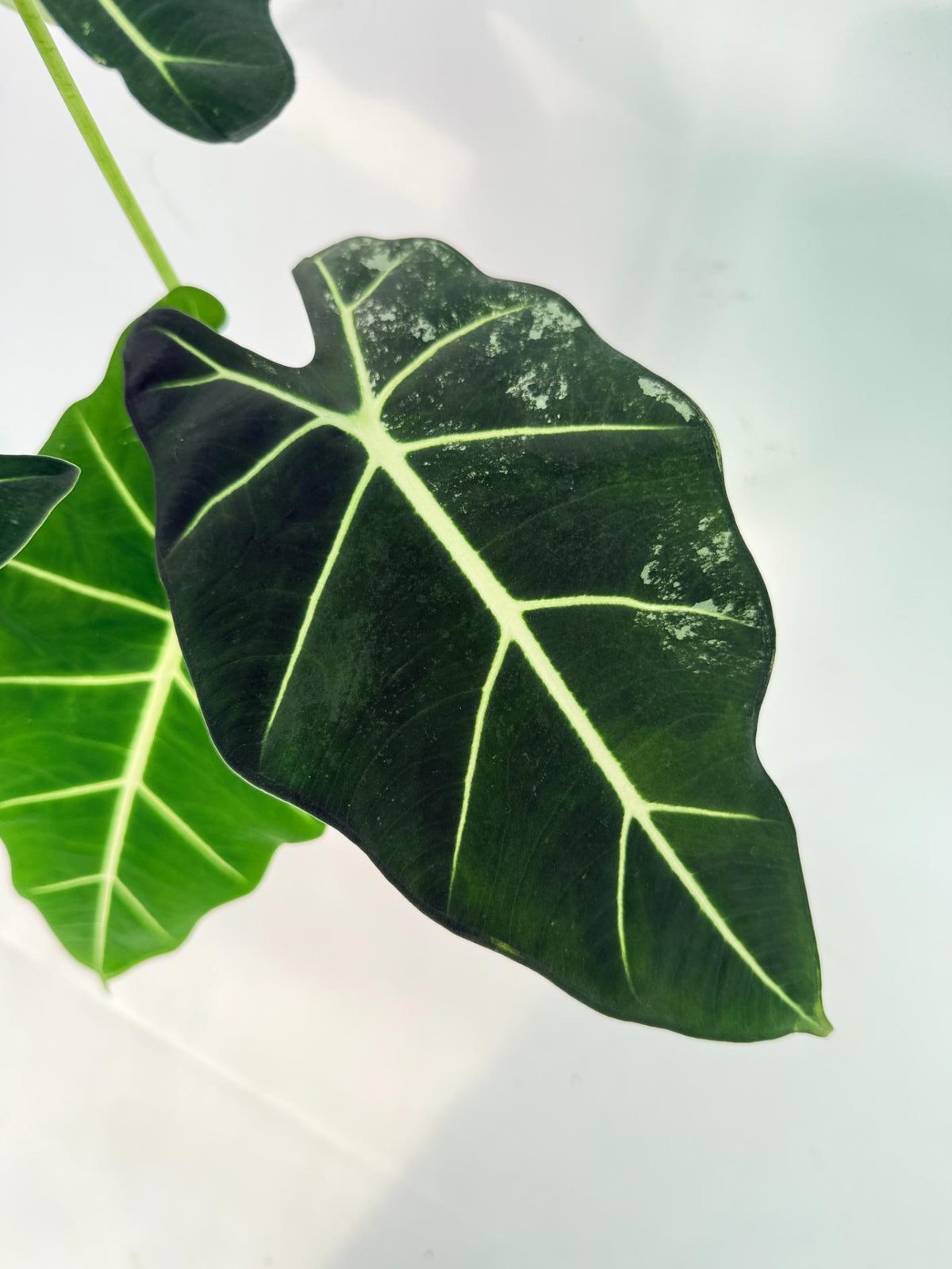 Alocasia Frydek Variegata 04
