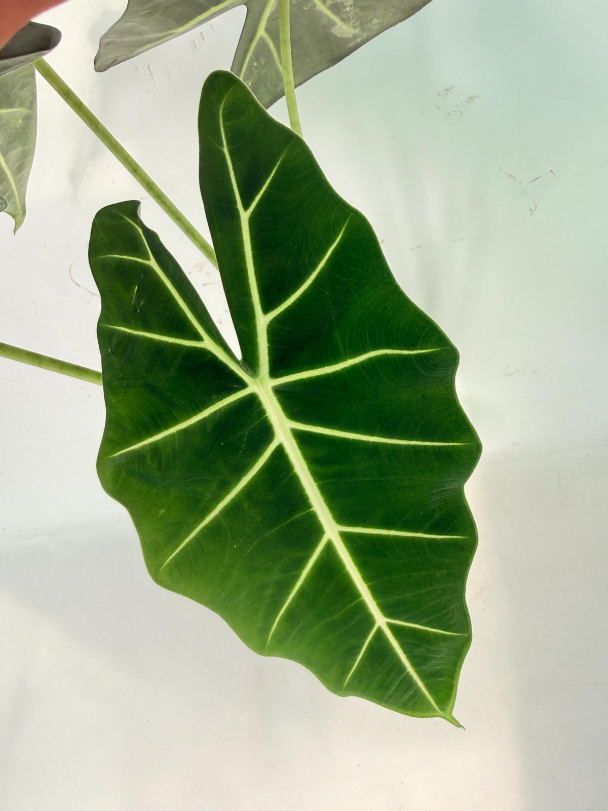 Alocasia Frydek Variegata 05
