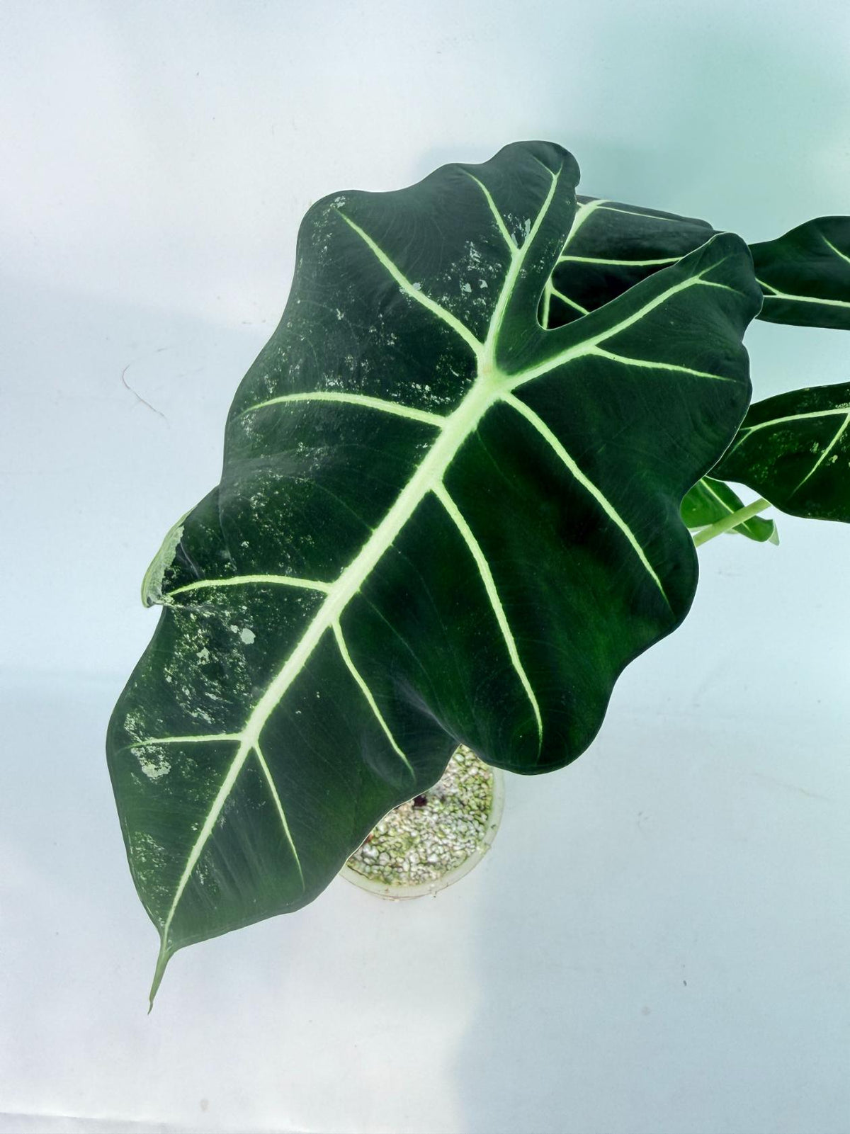 Alocasia Frydek Variegata 06