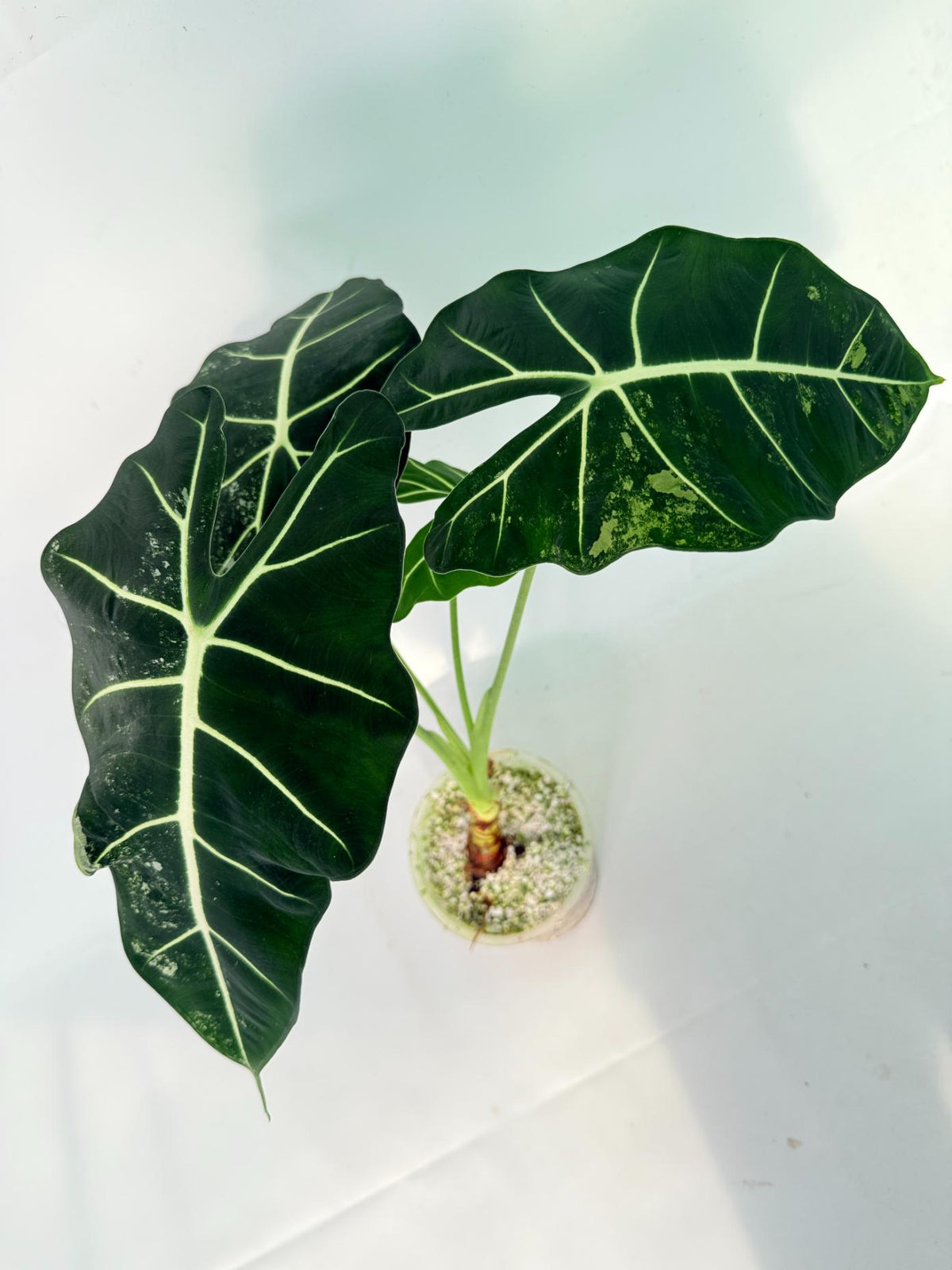 Alocasia Frydek Variegata 07