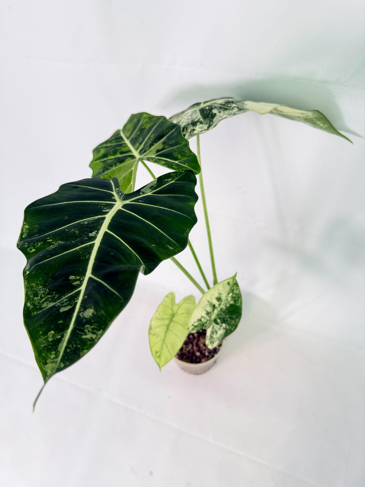 Alocasia Frydek Variegata 08